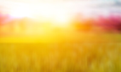 abstract blur colored background, Summer field