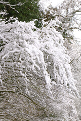 Frisch gefallener Schnee auf Zweigen