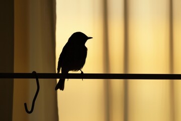 A black bird perched on a wire in front of a window. Perfect for nature or urban themed designs