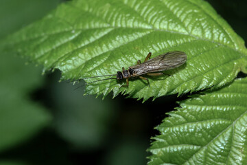 Steinfliege auf einem Brombeerblatt, Nemoura cinerea
