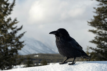 Raven (Corvus corax) in the Tetons; Grand Teton NP; Wyoming