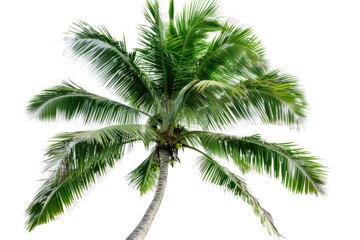 Coconut palm tree isolated on white background.