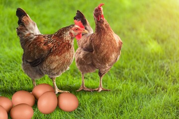 Hen chicken with eggs at a bio farm.