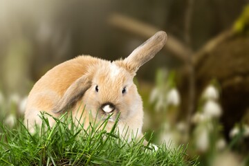 Little rabbit or bunny sitting in green grass.