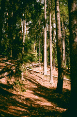 A road in a green summer forest - film photography 
