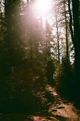 Fototapeta na wymiar A road in a green summer forest - film photography 
