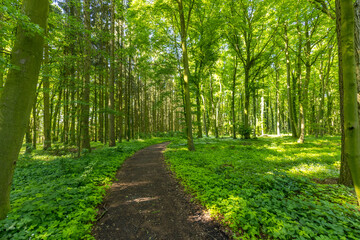 Idyllischer Wanderweg durch den Wald
