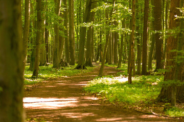 Fototapeta na wymiar Idyllischer Wanderweg durch den Wald