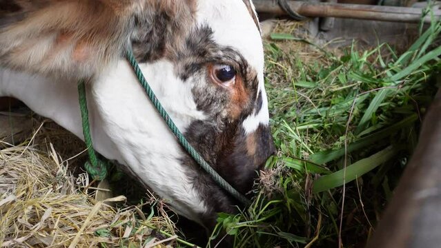 Ongole crossbred cattle or Javanese cow or White cow or sapi peranakan ongole or Bos taurus is eating hays in Indonesia in traditional farm, Indonesia. Traditional livestock breeding.