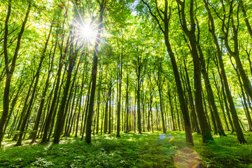 Sonnenstrahlen durchfluten Wald mit Licht