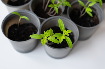 Several young green tomato seedlings grow in gray pots on a white background. Gardening concept.