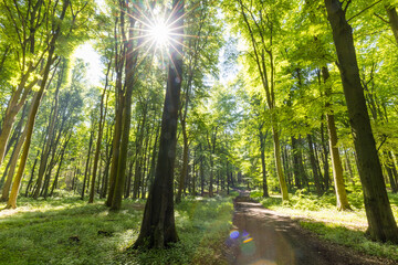 Sonnenstrahlen durchfluten Wald mit Licht