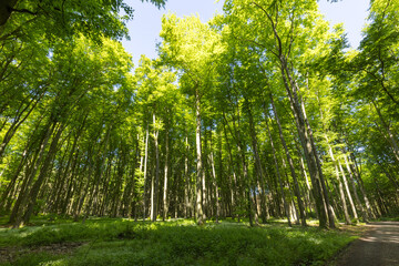Naklejka premium Sonnenstrahlen durchfluten Wald mit Licht