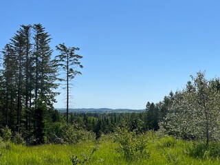 landscape with trees and sky