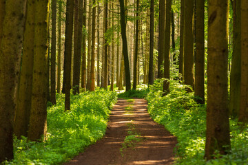Idyllischer Wanderweg durch den Wald