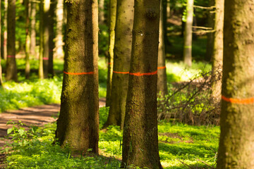 markierte Bäume im Wald
