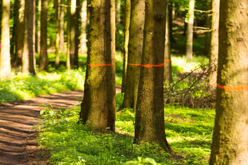 markierte Bäume im Wald