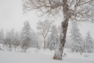Fototapeta na wymiar 美しい冬の風景