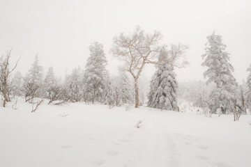 Fototapeta na wymiar 美しい冬の風景