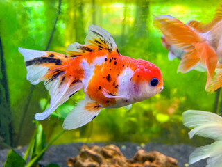 Ornamental goldfish or Carassius auratus,  Cyprinida. Ranchu or lionhead goldfish  in fish tank