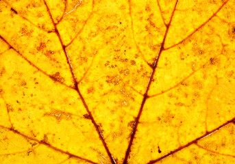 Macro texture of autumn yellow maple leaf