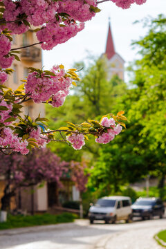 branches of sacura tree in full blossom in front of a blurred cityscape of uzhgorod, ukraine. beautiful urban scene with pink cherry blossom on a sunny day in spring