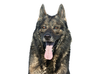 German shepherd dog head portrait