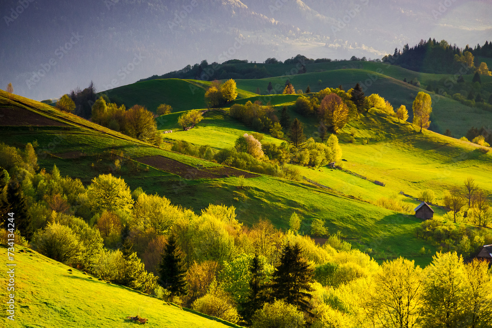 Wall mural stunning view of a rural landscape in spring. trees and fields on the grassy rolling hills in evenin