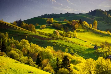 Foto op Aluminium stunning view of a rural landscape in spring. trees and fields on the grassy rolling hills in evening light. beautiful mountainous scenery of transcarpathian region of ukraine © Pellinni