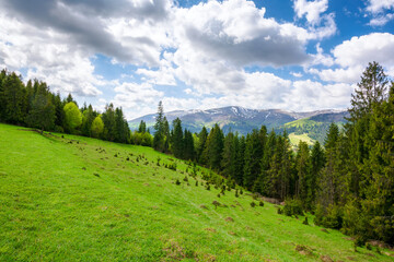landscape of transcarpathia in spring. scenery with fir forest on the grassy hill. mountain range...