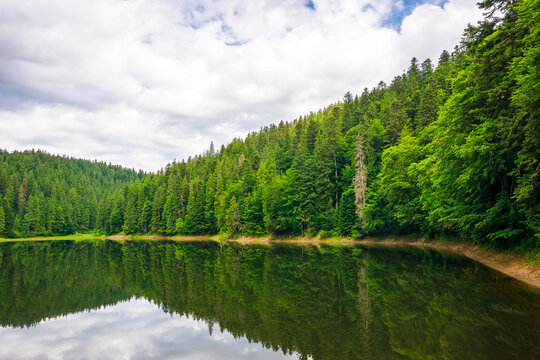 lake of synevyr national park in summer. forested hills of carpathian mountains reflecting on the water surface. cloudy weather. popular travel destination of ukraine