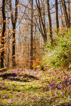 forest scene on a sunny day in spring. purple crocus flowers blooming on the grade