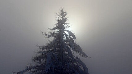Dichter Nebel mit einer Sonne hinter einem Baum