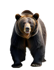 Fototapeta premium Illustration of grizzly bear