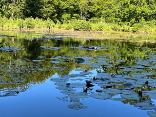 lilies in the pond