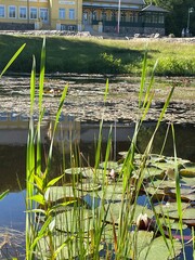 water lily in the pond