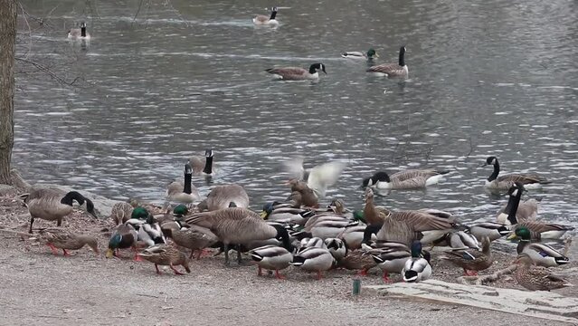 ducks and canada geese in a large group of birds feeding (goose chasing duck during eating frenzy) bird being fed on the shore of a small pond, lake in van cortland park, bronx, new york