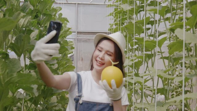 Farmer researchers use phones on melon farms