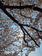 Full bloom Cherry Blossom tree bottom view