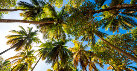 Fototapeta na wymiar Panorama with colorful foliage and fronds of tall palm trees from frog perspective. “Anse Michel“ is a secluded white sand beach on the the tropical island Martinique (France) in the Caribbean sea. 