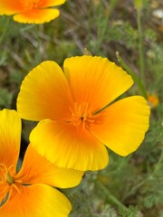 Fototapeta premium flower in the garden