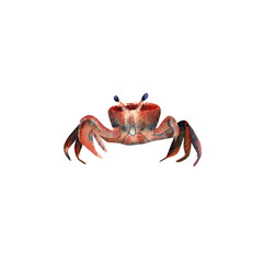 Watercolor Crab illustration. Hand drawn illustration with red crab front view for posters design, souvenirs