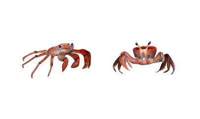 Watercolor Crab collection. Hand drawn illustration with red crabs for posters design, souvenirs