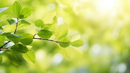 Fototapeta na wymiar Spring background, green tree leaves on blurred background
