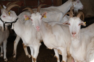 goats baby animal in organic farm agriculture countryside