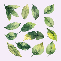 Leaves vector watercolor leaves leaf vector