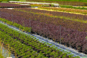 View of the fields with a variety of flowers, plants, seedlings of bushes. Flower farms. Private...