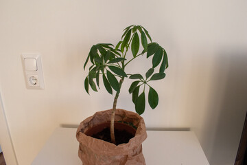 Dwarf umbrella tree or Schefflera arboricola, native to Taiwan as well as Hainan