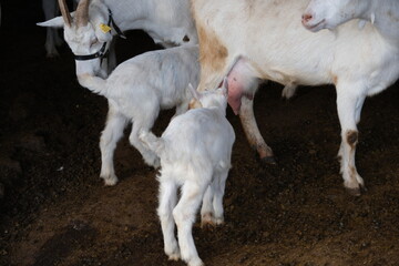goats baby animal in organic farm agriculture countryside