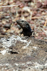 A lizard in the wild